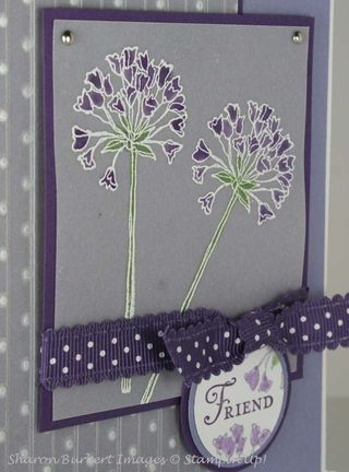 Simply Soft closeup Wisteria Wonder Simply Soft closeup Wisteria Wonder