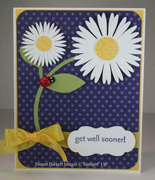 Concord crush daisies Concord crush daisies