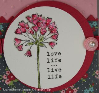 Blushing Bride simply Softclose up