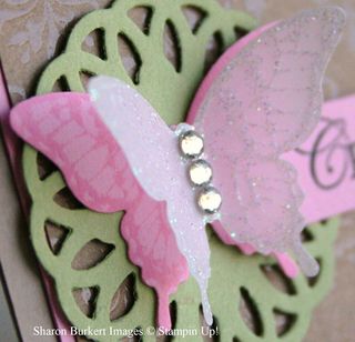 Pip & cc bfly closeup Pip & cc bfly closeup