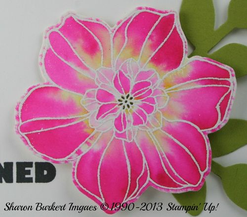 Melon Mambo secret Garden close