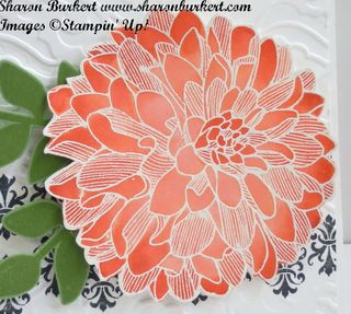 Regarding Dahlias Calypso Coral closeup