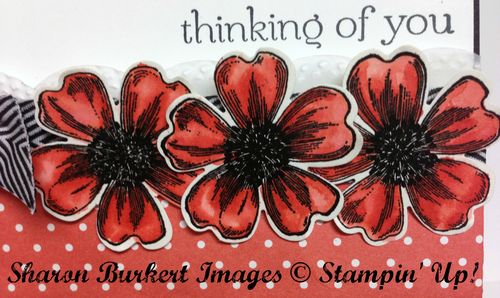 Flower Shop Calypso Coral close Flower Shop Calypso Coral close