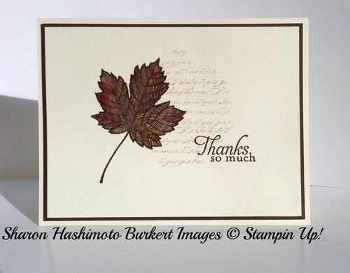 Magnificent Maple olc Magnificent Maple olc