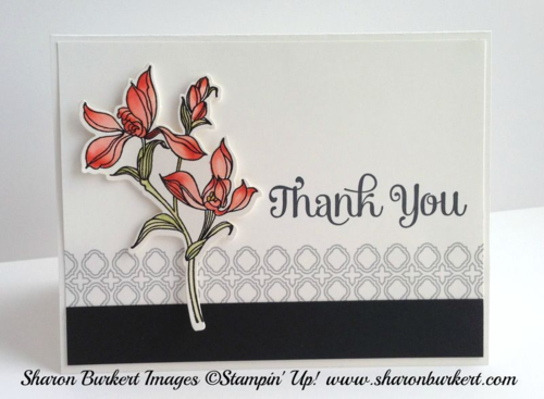 Backyard Basics in Calypso Coral 2 Backyard Basics in Calypso Coral 2