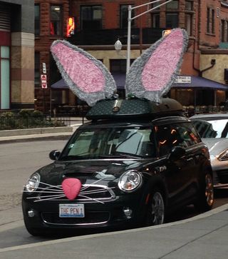 Cutest bunny on the raod