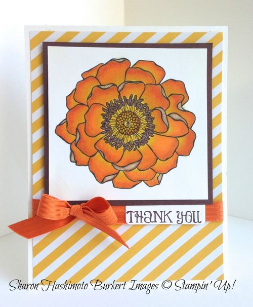 Blended Bloom Pumpkin Pie Asst with skin tone & Daffodil Delight Blended Bloom Pumpkin Pie Asst with skin tone & Daffodil Delight