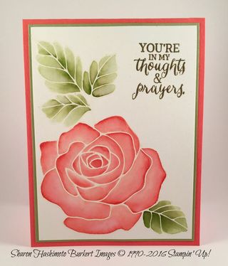 Rose Wonder Calypso Coral 