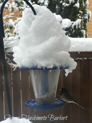 Bird feeder Bird feeder