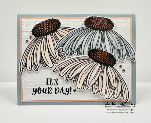 ConeflowerCelebration_CSF